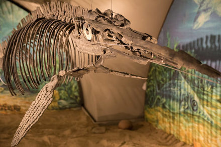 Ichthyosaurus