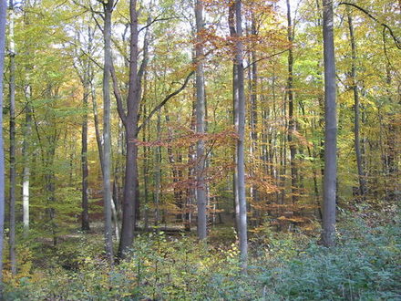 Landschaftsschutzgebiet Osterholz, Südholz, Kassebusch.