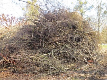 Wer seinen Gehölzhaufen schreddern möchte, muss sicherstellen, dass keine Vögel brüten oder ein Nest gebaut haben. (Foto: Stadt Salzgitter)