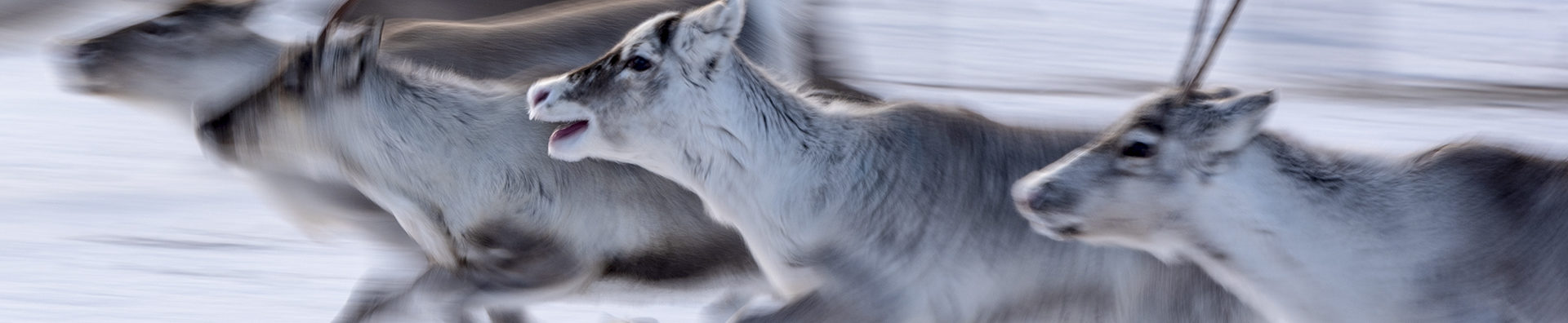 „Ren(nende) Tiere“ heißt dieses Foto von Thomas Wylupek.