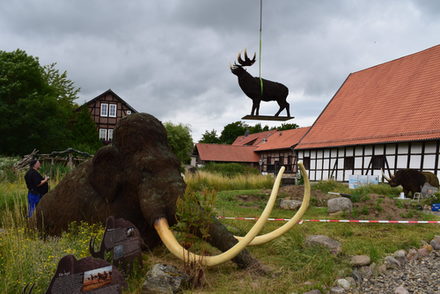 Um den Hirsch in den Eiszeitgarten zu bekommen, musste er mit einem Kran in den Garte gehoben werden.