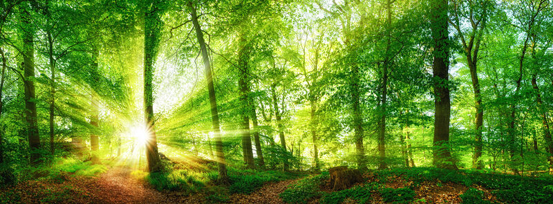 Abenteuer im Wald für Groß und Klein: Das wird ein Erlebnis.