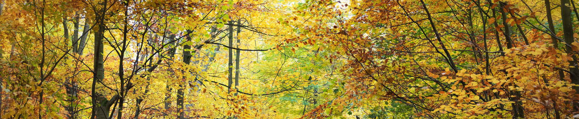 Herbst in Salzgitter