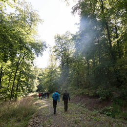 Wanderinnen und Wanderer im Wald